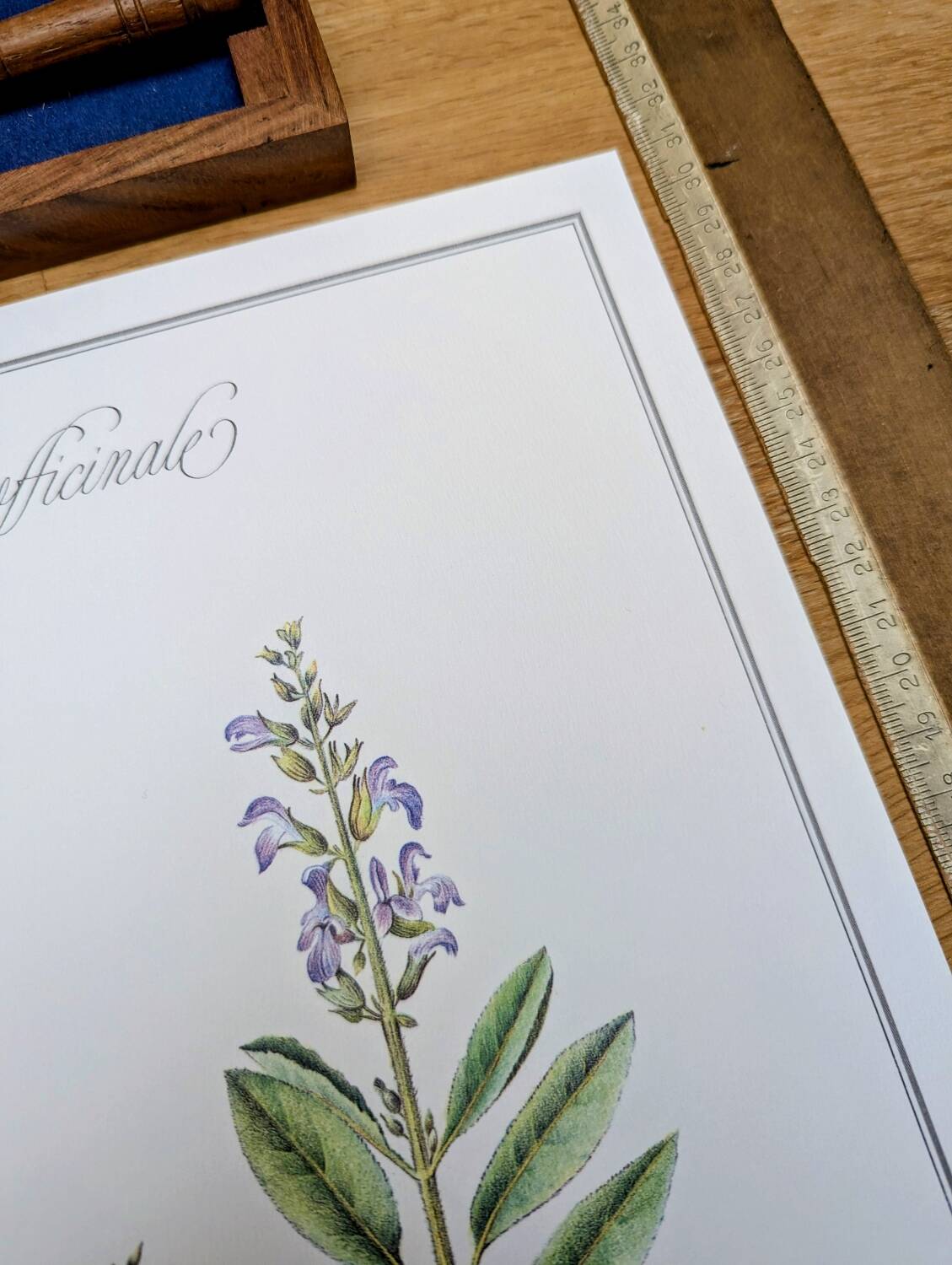 Printed in 1986, the Sage. Vintage Botany.