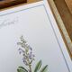 Printed in 1986, the Sage. Vintage Botany.