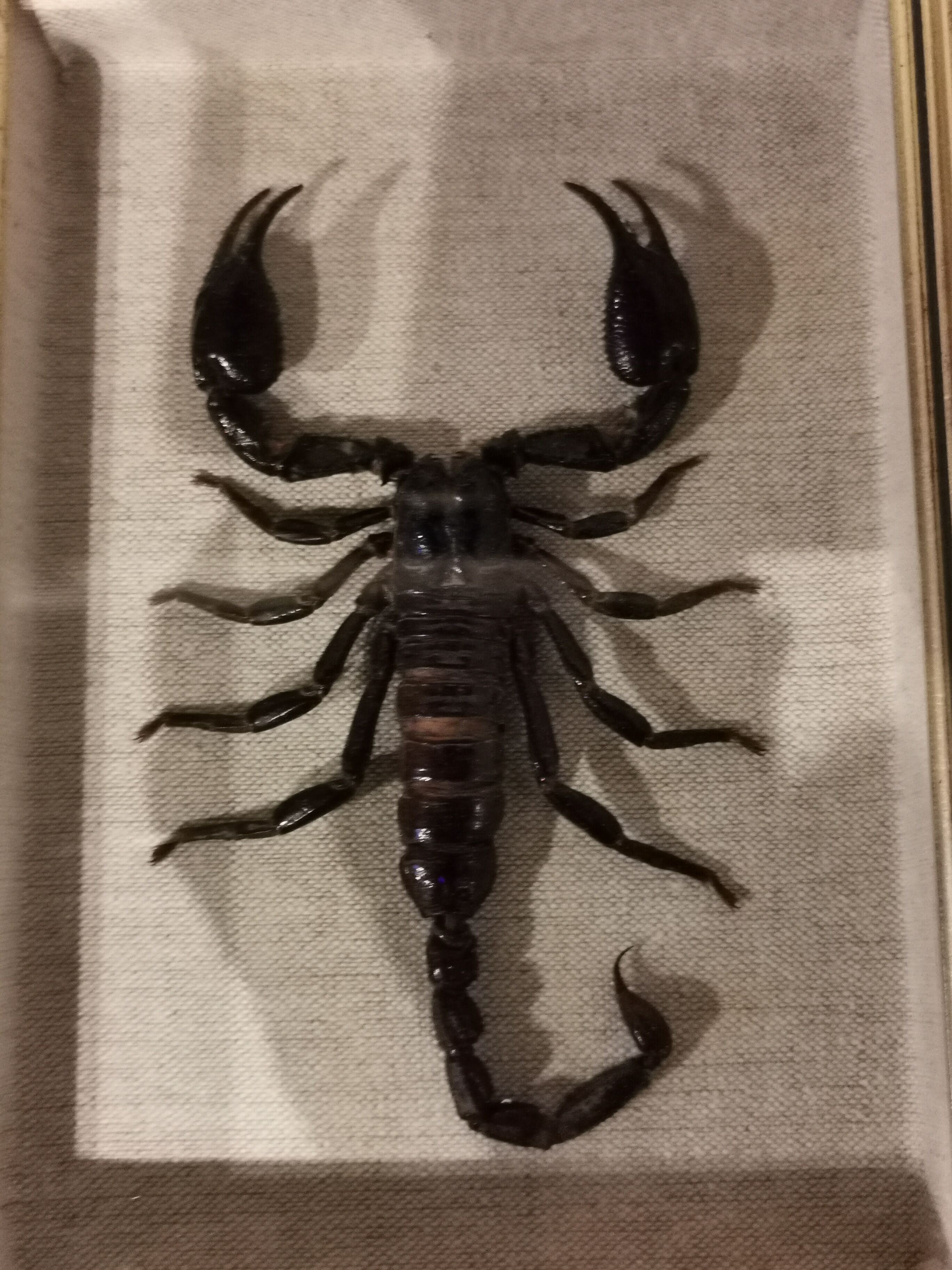 Vintage naturalized scorpion
