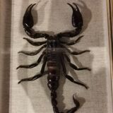 Vintage naturalized scorpion