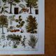 Lithographie originale sur les arbres