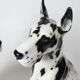Pair of harlequin Great Danes ceramic Italy 20th century