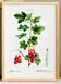 Affiche botanique sur le groseillier rouge, d’après une gravure de 1802