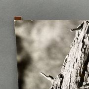 Silver gelatin photograph by Bernard Darot, 20th century study, Nantes Photo Club AFIAP