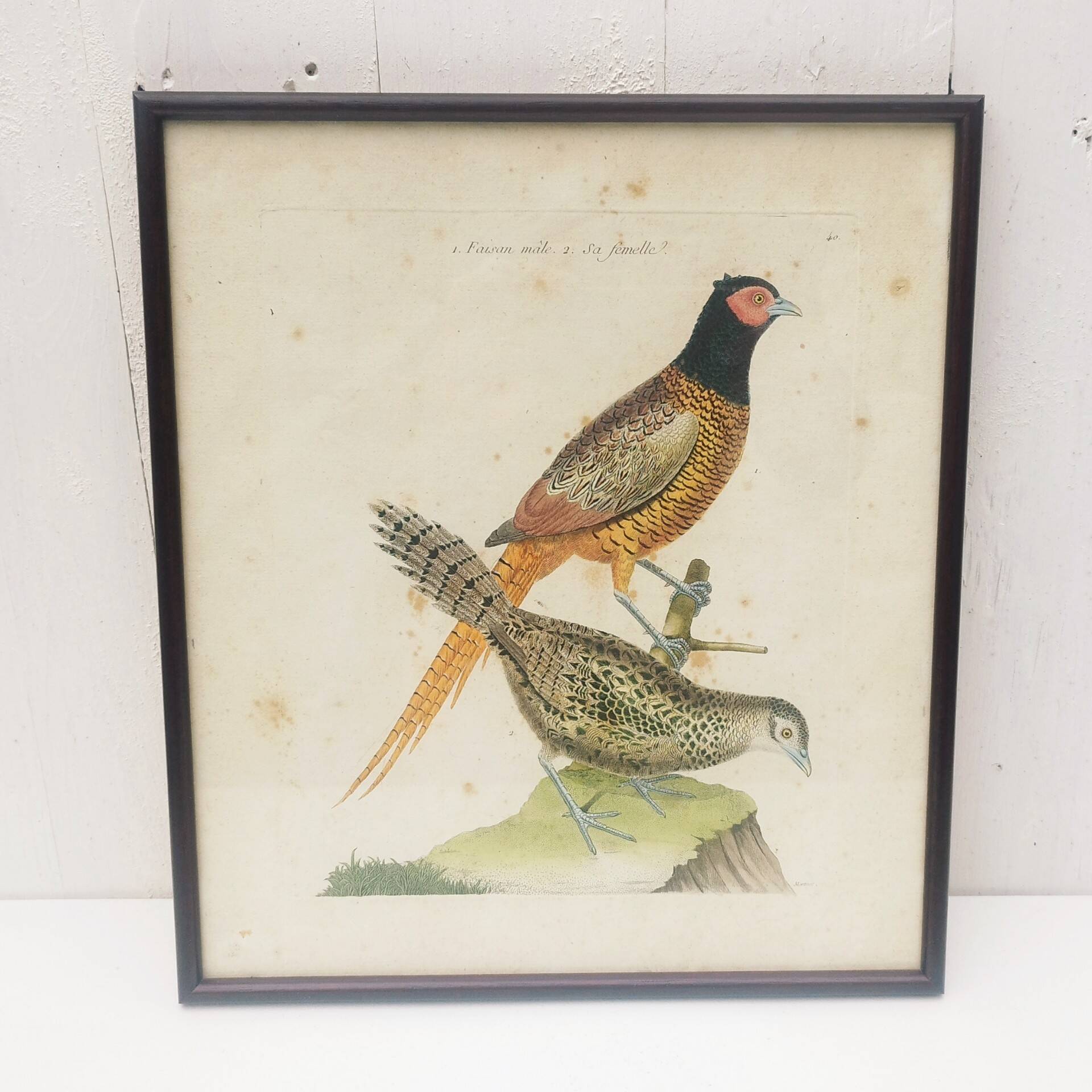 Gravure tableau faisan  oiseau  XVIII ème  F. Martinet