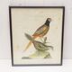 Gravure tableau faisan  oiseau  XVIII ème  F. Martinet