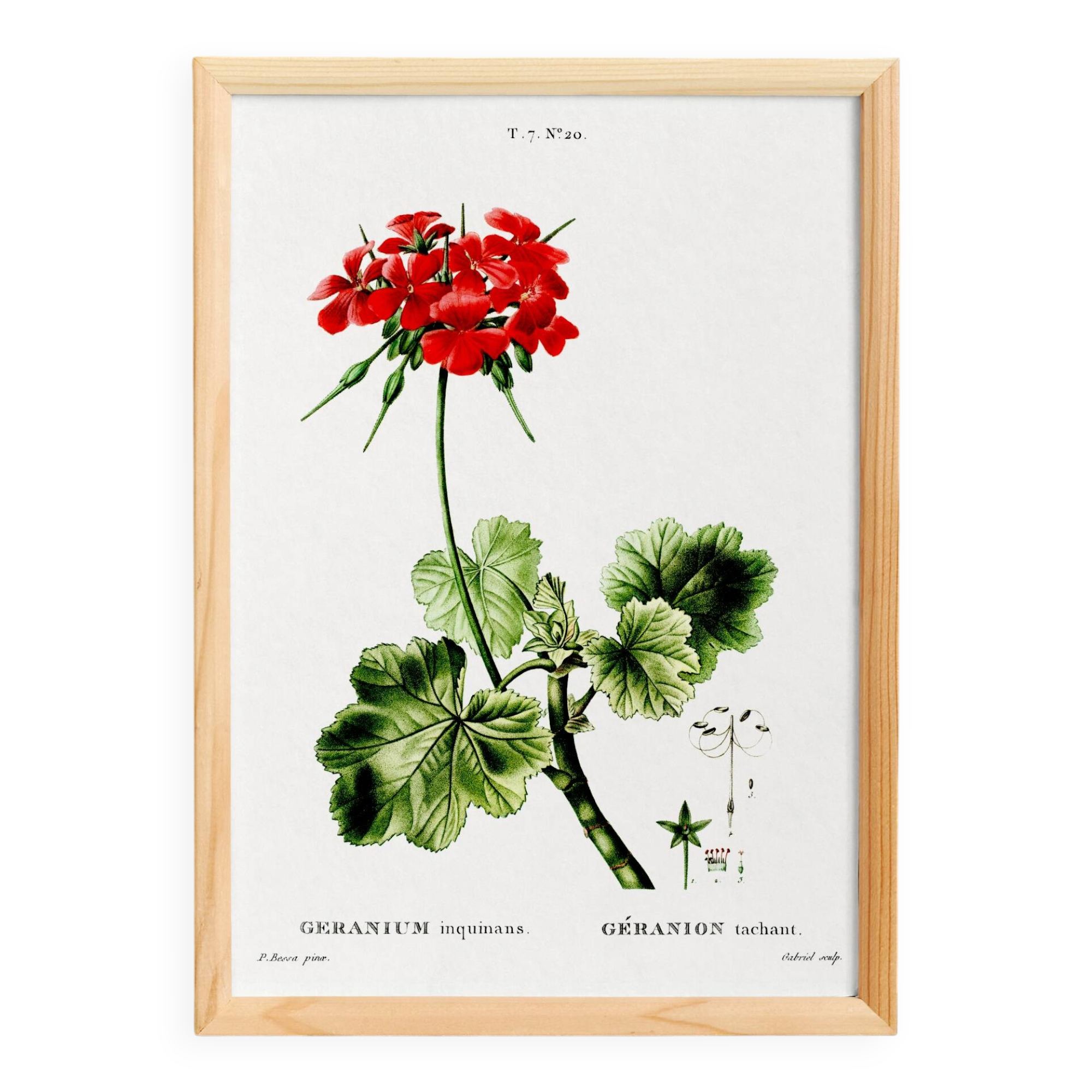 Poster about Geraniums, based on an old engraving from 1802