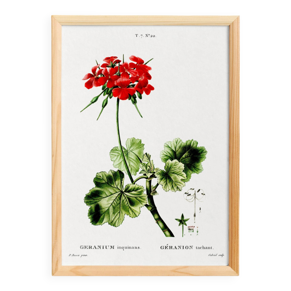 Affiche sur le Géranium, d’après une gravure ancienne de 1802