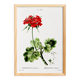 Poster about Geraniums, based on an old engraving from 1802