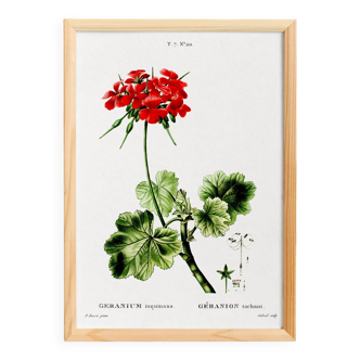 Poster about Geraniums, based on an old engraving from 1802