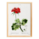 Poster about Geraniums, based on an old engraving from 1802