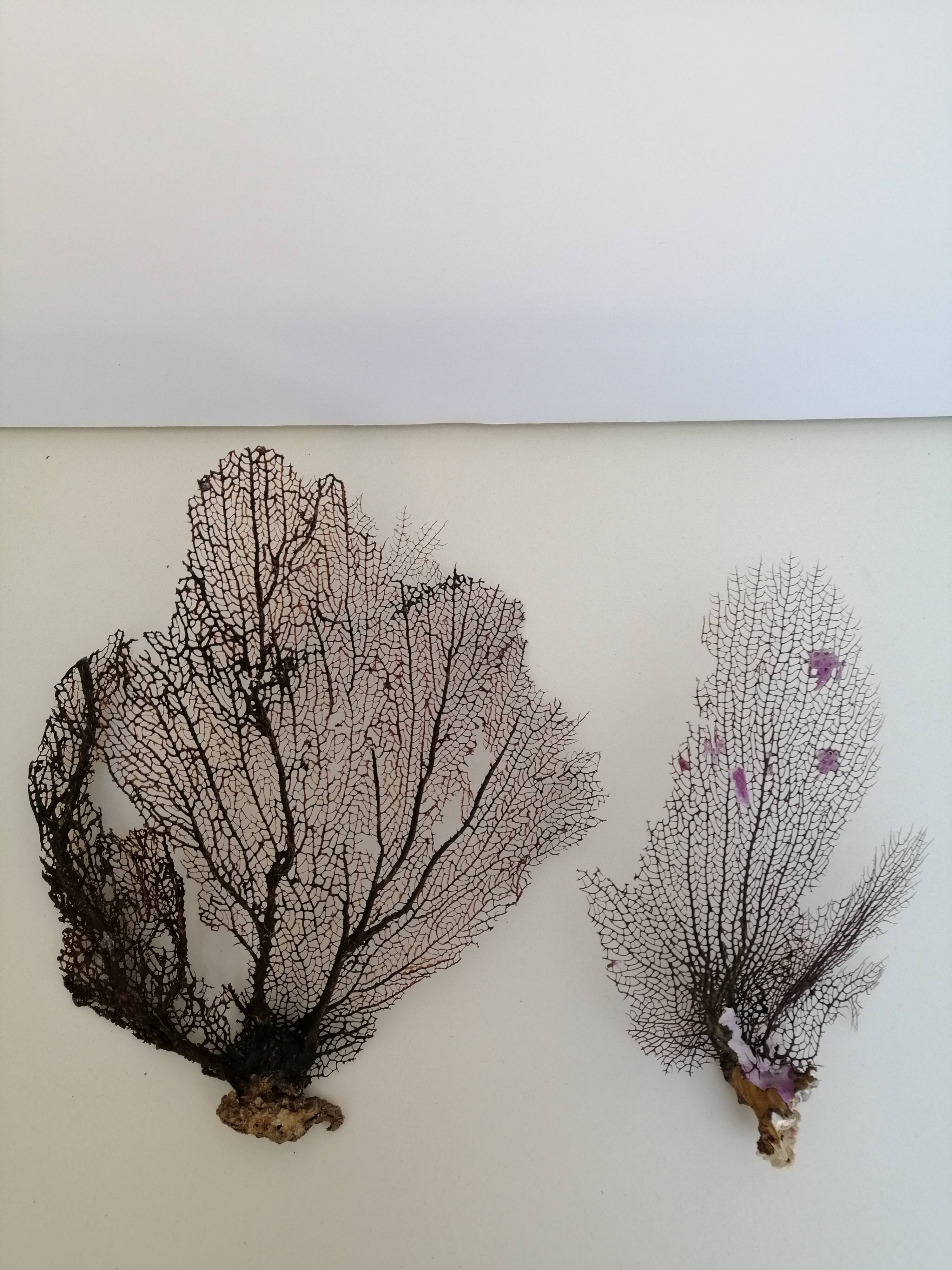 Ancient gorgonian corals