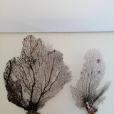 Coraux duo gorgones anciens