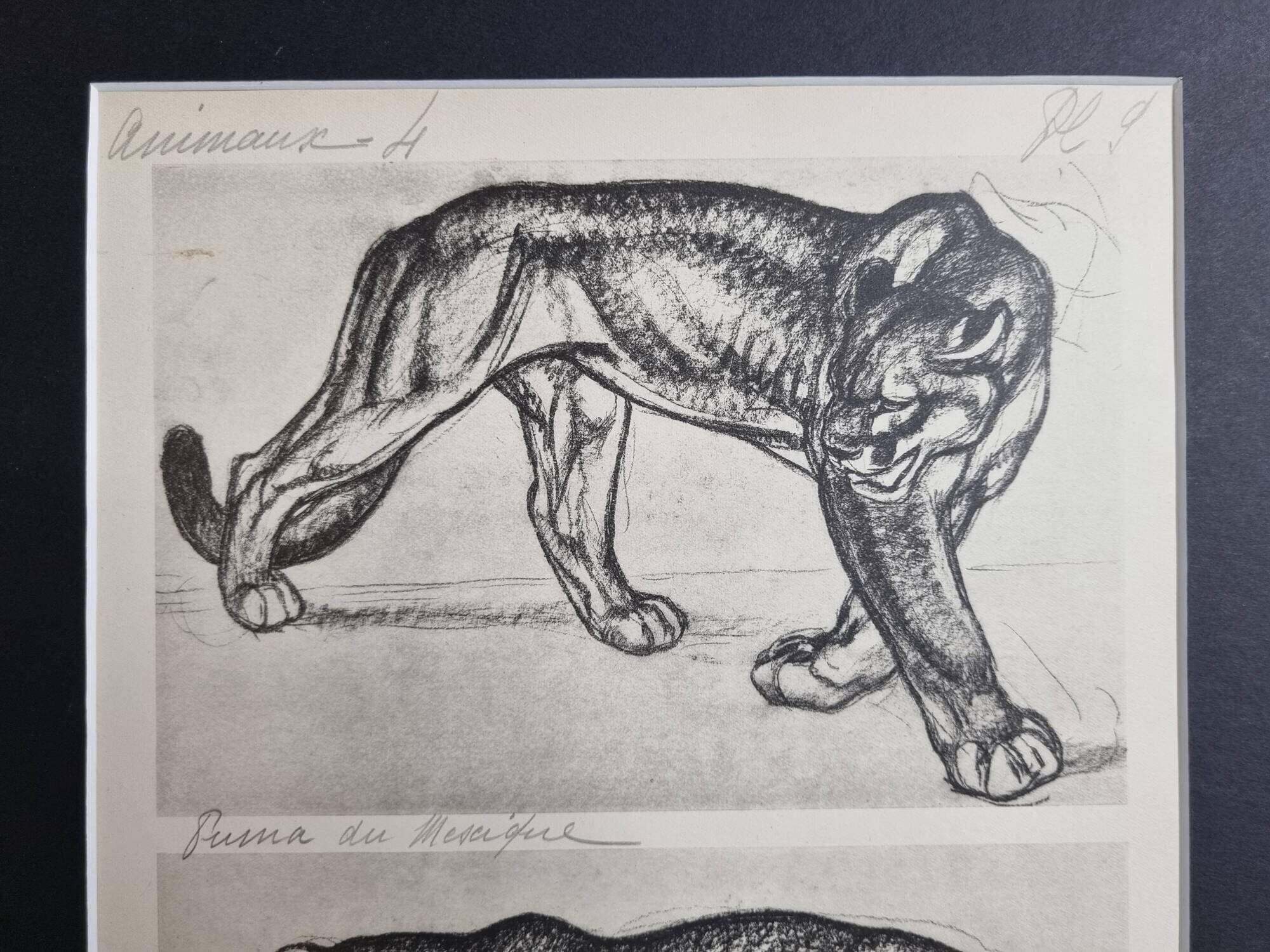 Illustrated plate – Studies of felines – André Margat – 1930 – 40 x 30 cm