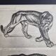 Illustrated plate – Studies of felines – André Margat – 1930 – 40 x 30 cm