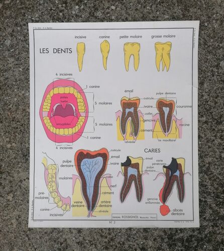 Ancienne affiche Rossignol sciences, les dents-la digestion