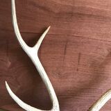Massacre  woods deer vintage 6 trophy hunting horns