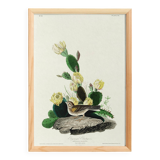 Poster of the White-throated Sparrow, after an old engraving from 1827