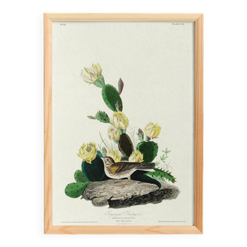 Poster of the White-throated Sparrow, after an old engraving from 1827