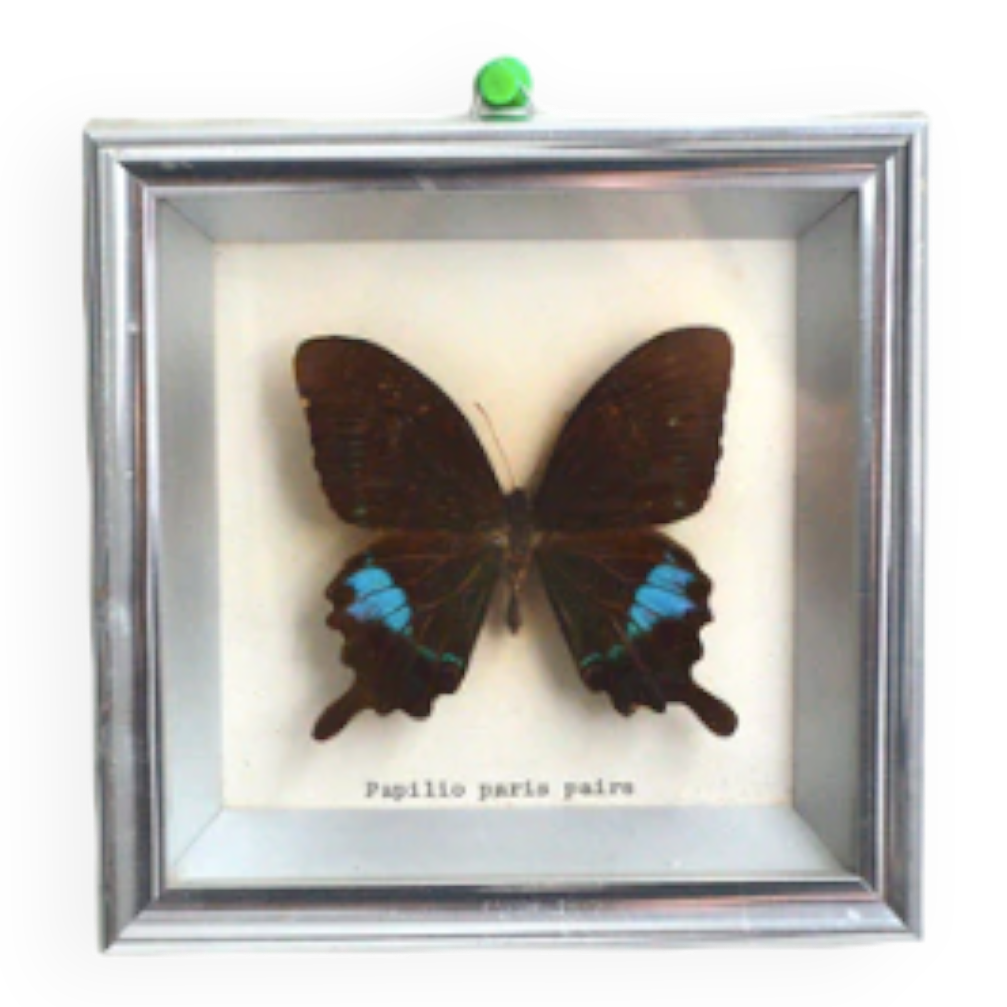 Papilio Paris Pairs butterfly frame