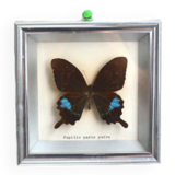 Papilio Paris Pairs butterfly frame