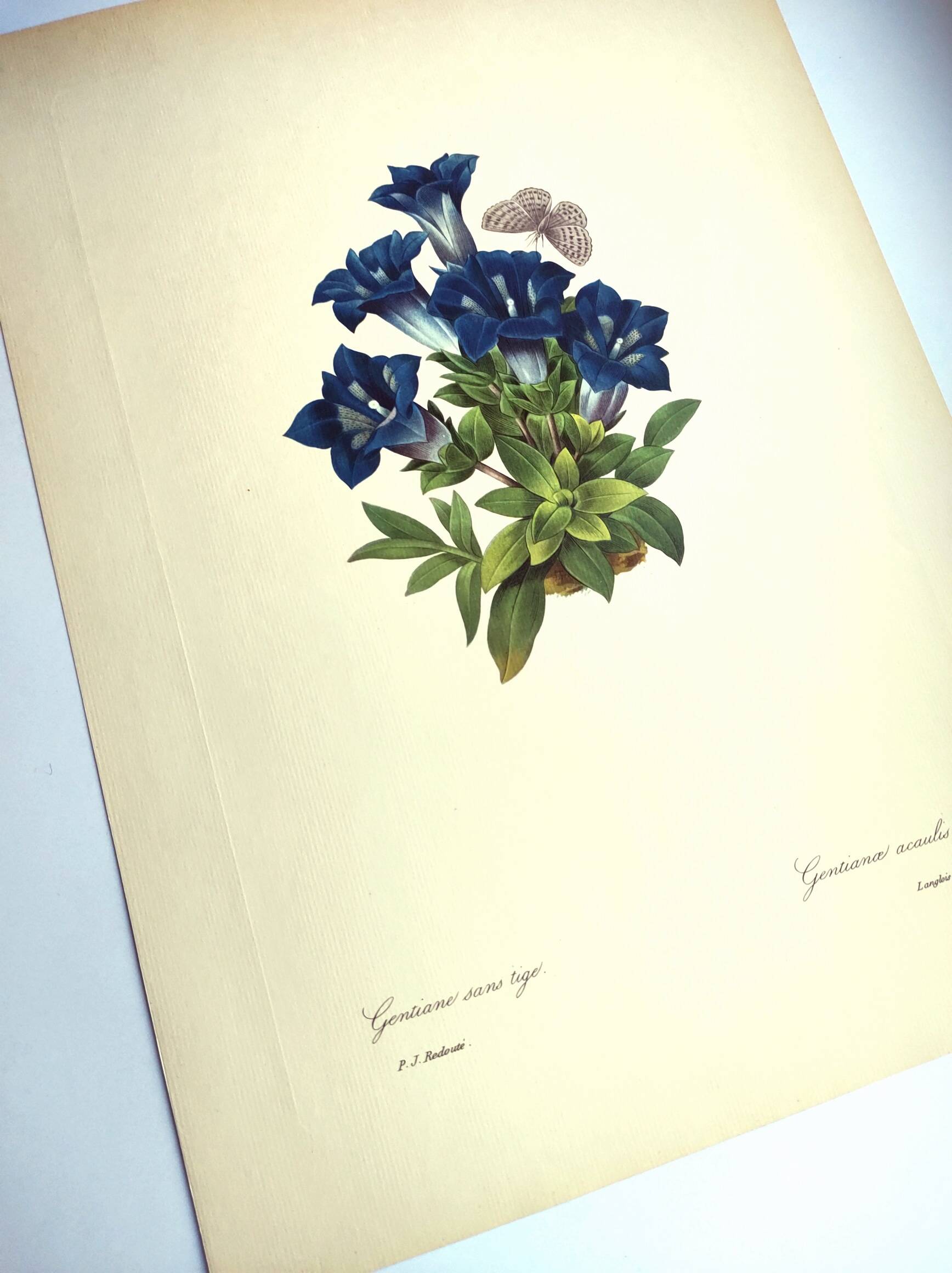 Botanical engraving - Stemless gentian - Vintage plate by PJ. Redouté