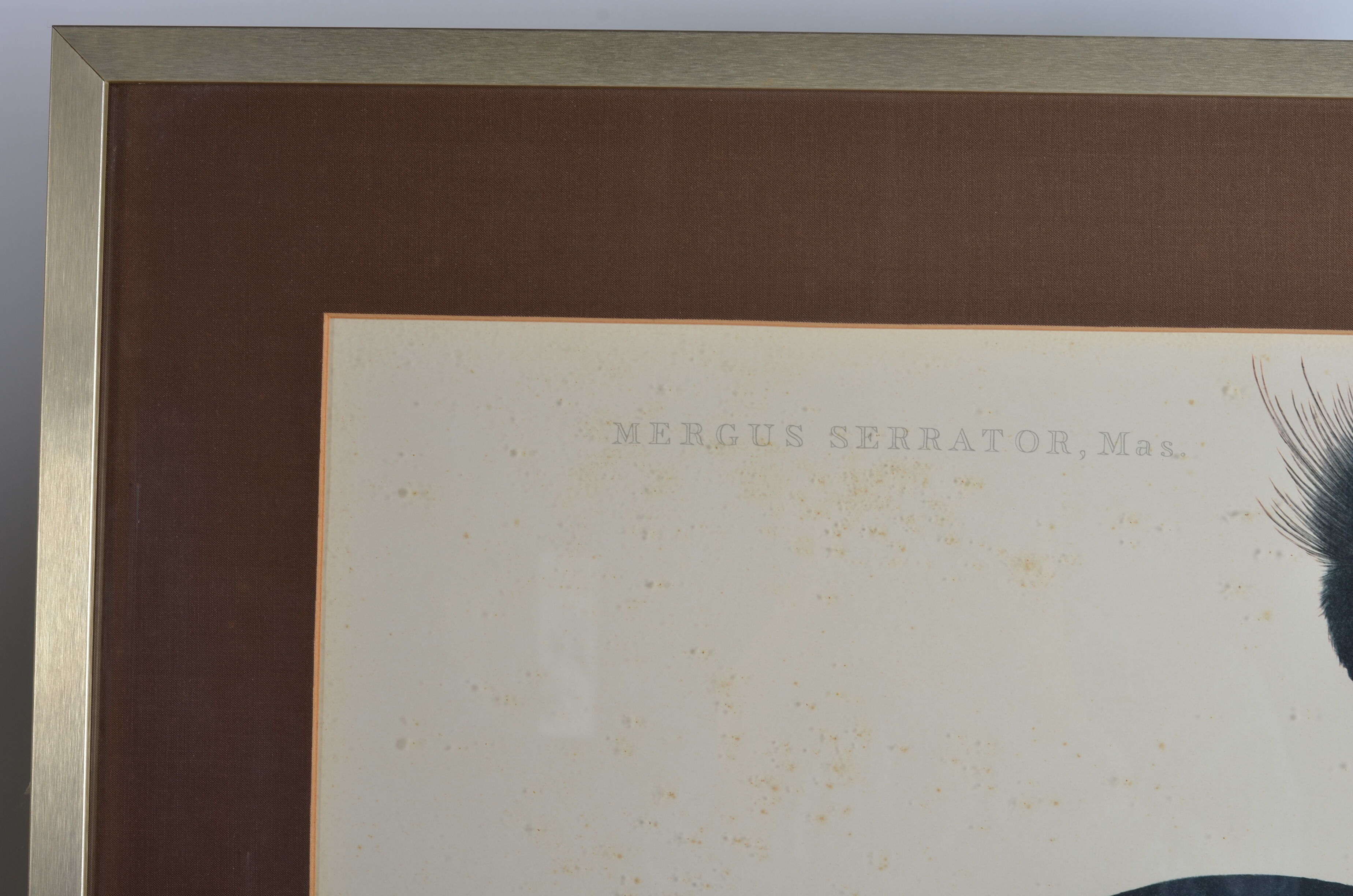 Animal lithography