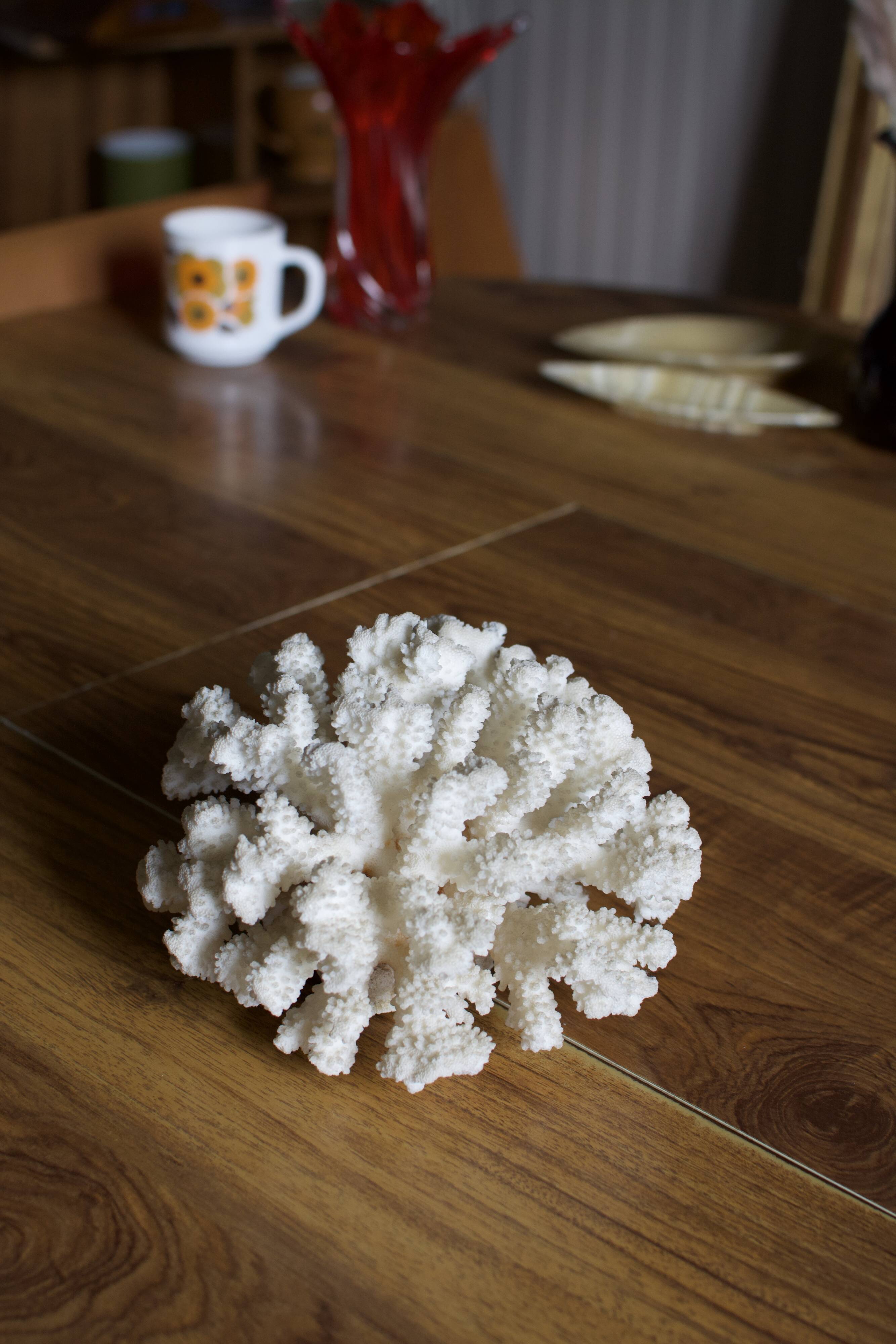 Great white coral