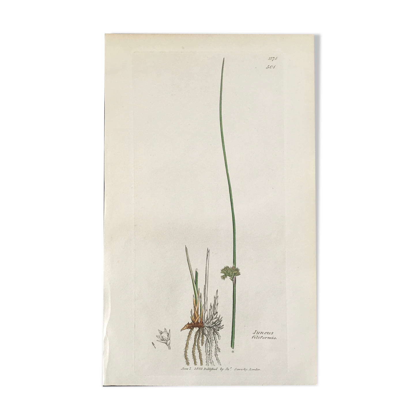 Botanical board, London 1809