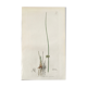 Botanical board, London 1809