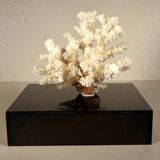Coral on base