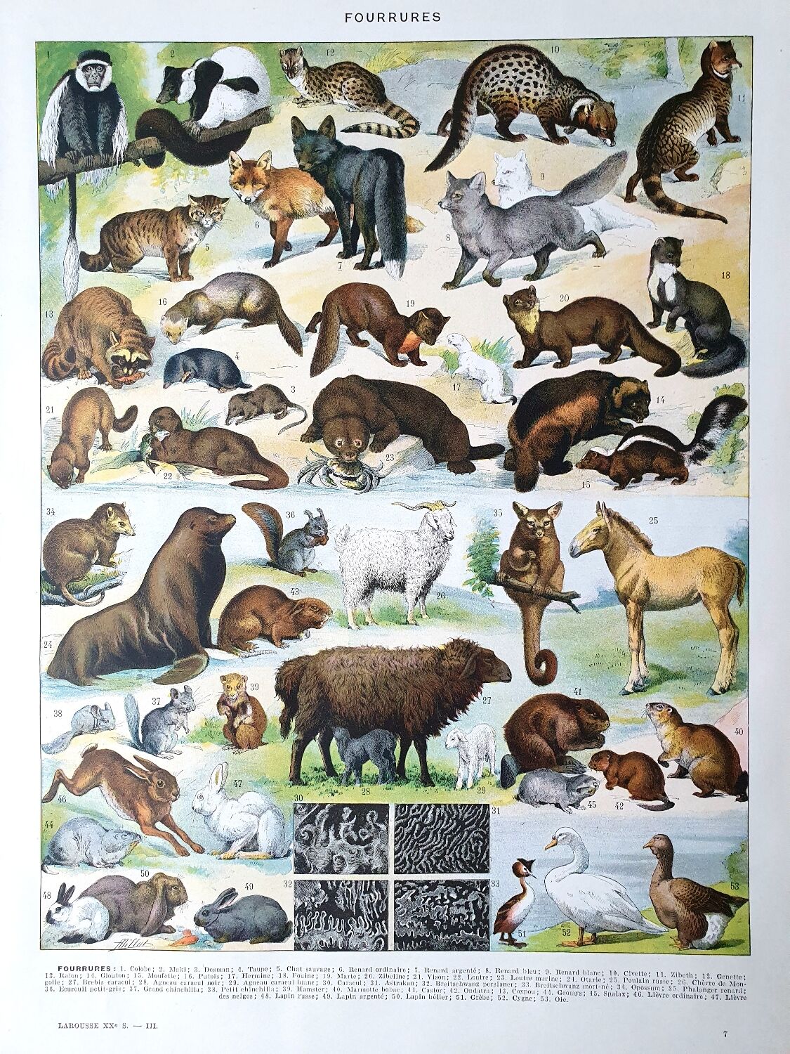 Ancienne planche animaux