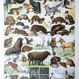 Ancienne planche animaux