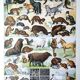 Old animal board