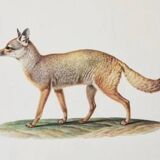 Bestiary plates from the Natural History Museum The fox