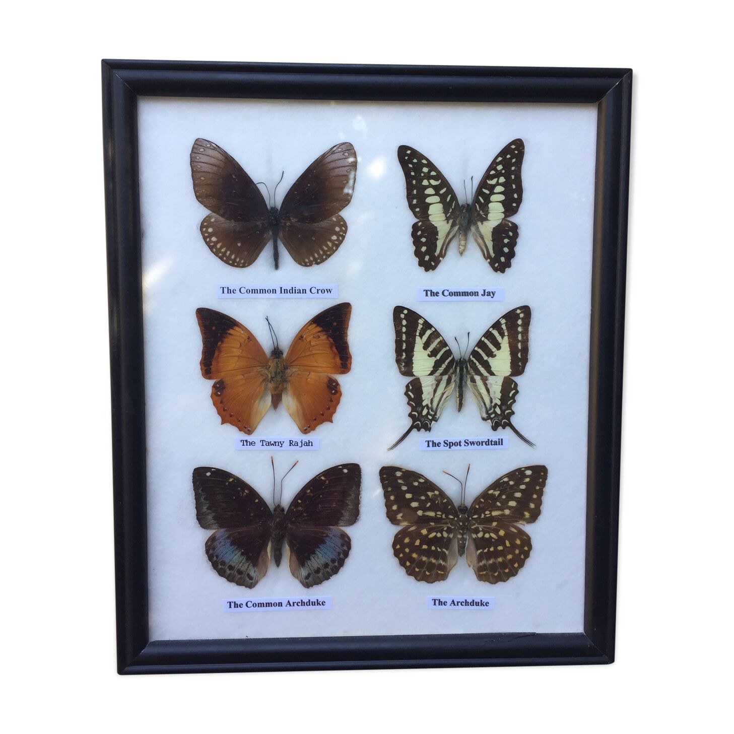 Butterfly frame