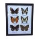 Butterfly frame
