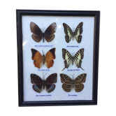 Butterfly frame