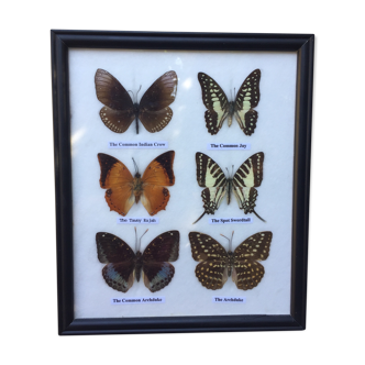 Butterfly frame