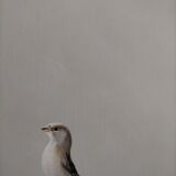 The sparrow