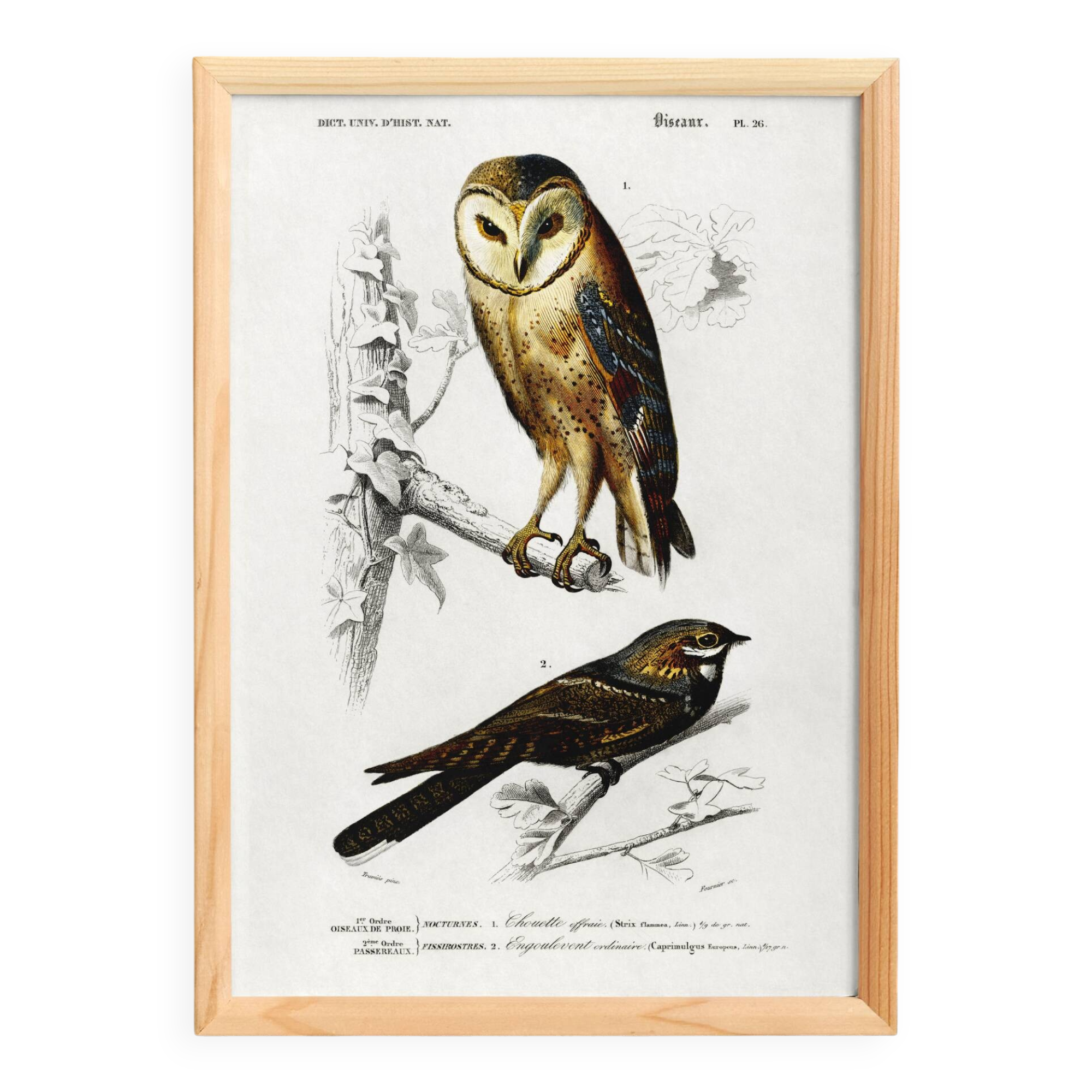 Poster about the barn owl and the nightjar, based on an engraving