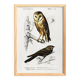 Poster about the barn owl and the nightjar, based on an engraving