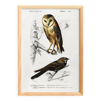 Poster about the barn owl and the nightjar, based on an engraving