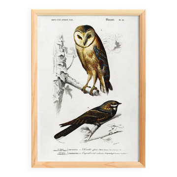 Poster about the barn owl and the nightjar, based on an engraving