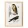 Poster about the barn owl and the nightjar, based on an engraving