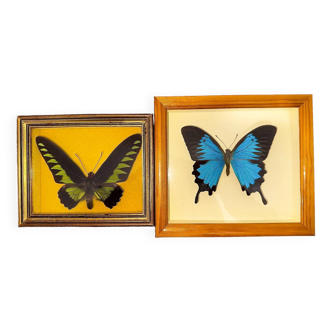 Lot of 2 framed butterflies, 1 Papilio Ulysses from Indonesia and 1 Trogonoptera Brookiana from Malaysia