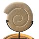 Shell in stone carved on a base