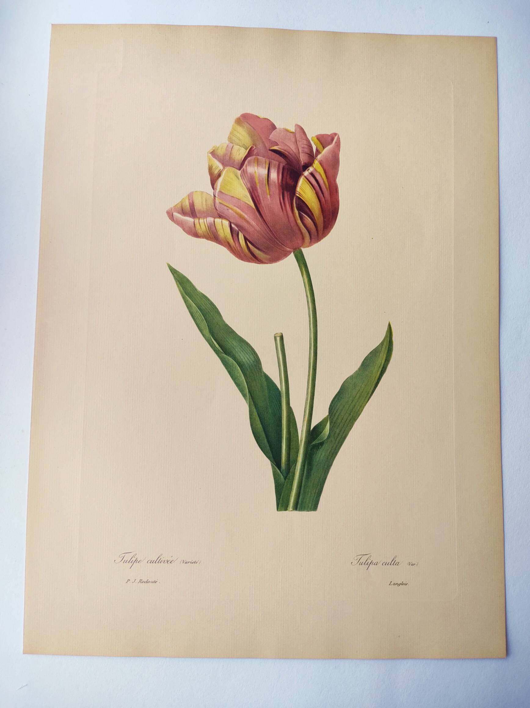 Antique botanical engraving -1955- Tulip - by PJ. Redouté. Vintage nature