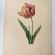 Antique botanical engraving -1955- Tulip - by PJ. Redouté. Vintage nature