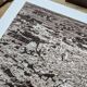 Montpellier, Vintage, photo plate printed in 1935.